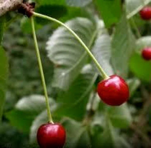 Black Cherry Tree Seeds - 10 Organic Prunus serotina Seeds