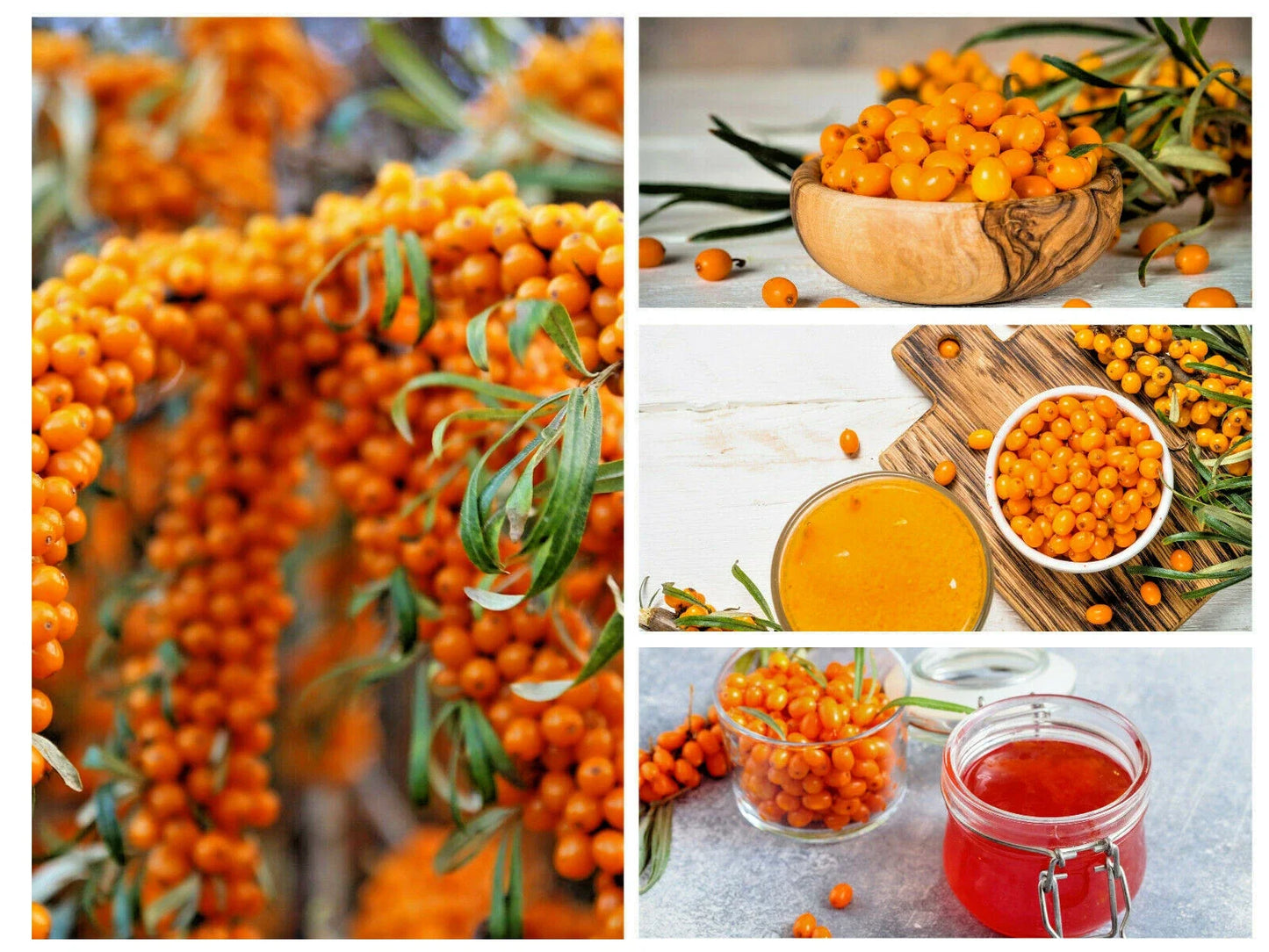Seaberry Seeds - 50+ Sea Buckthorn Fruit Tree Seeds for Edible Berries & Medicinal Uses | Hippophae rhamnoides