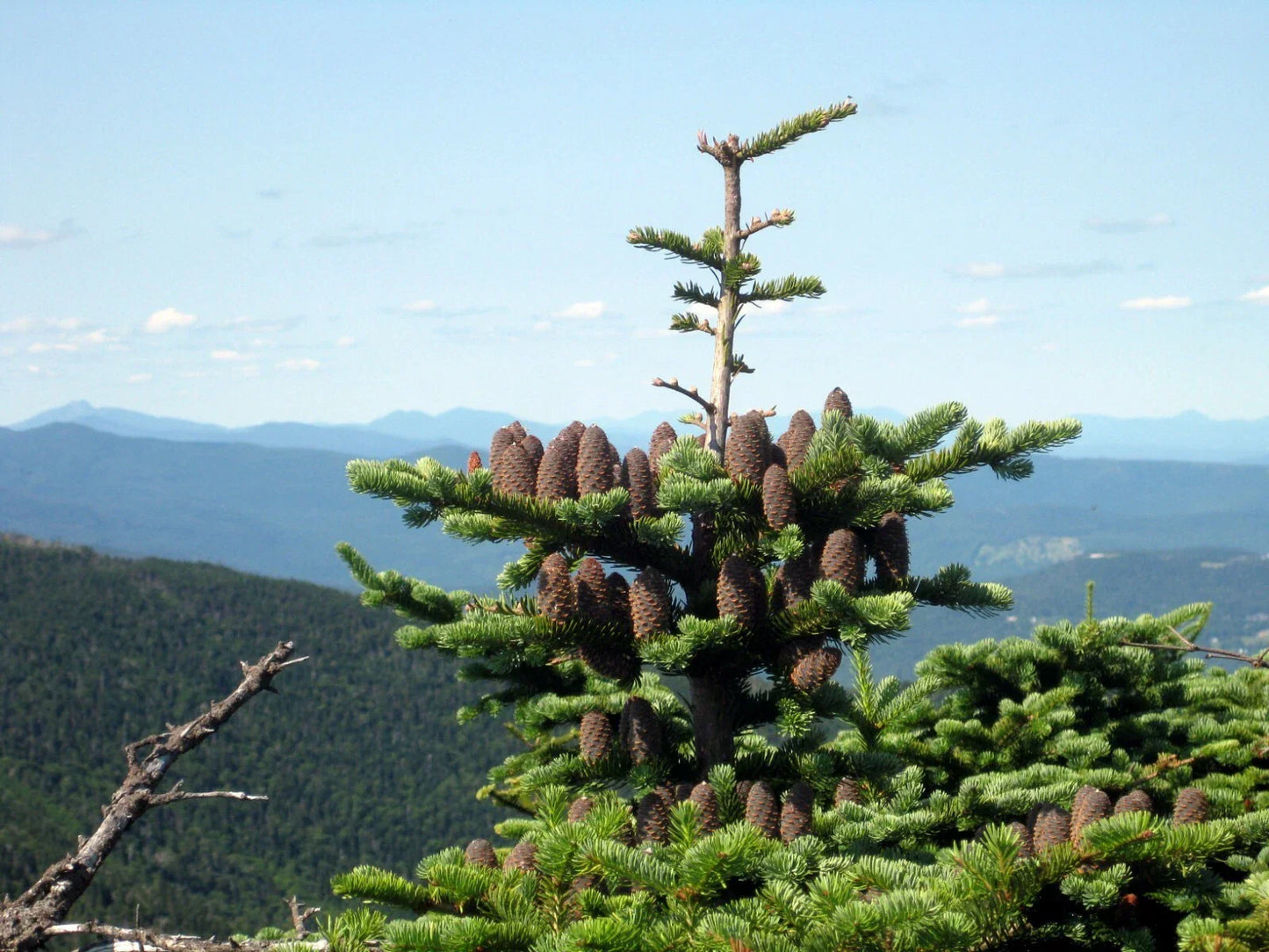 Canaan Fir Seeds 30 Count - Abies balsamea var. phanerolepis Evergreen Tree Seeds