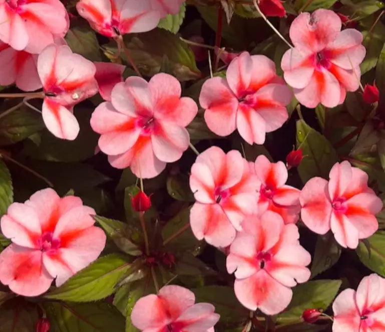 Sunpatiens Vigorous Peach Candy Live Plants - 4 Baby Plugs with Bicolor Orange-White Flowers