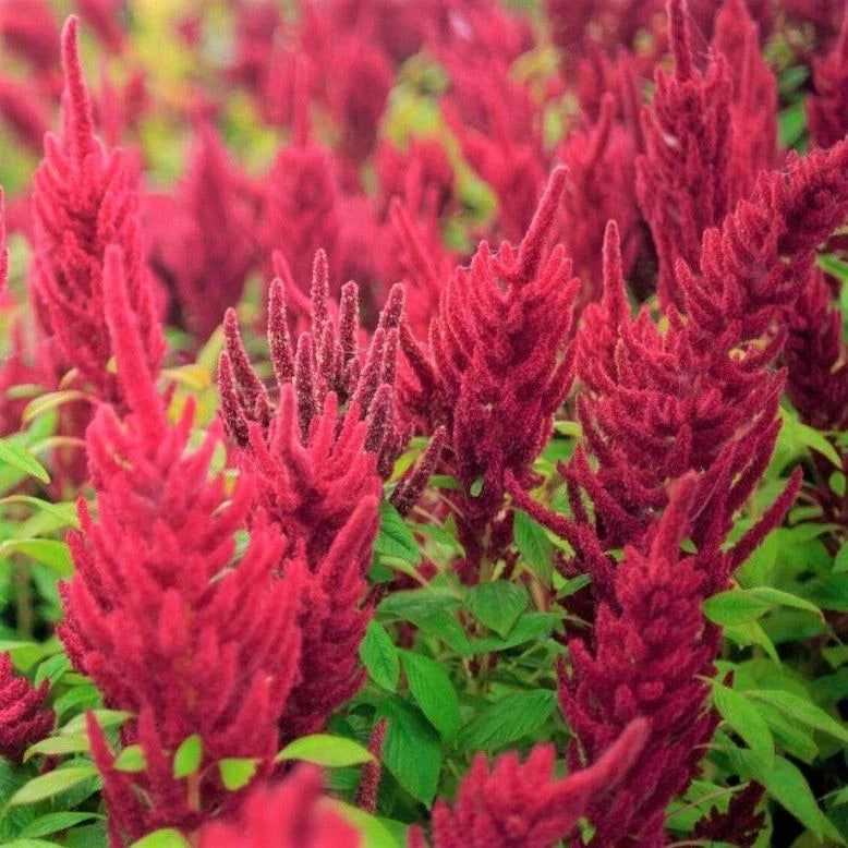 Red Garnet Amaranth Seeds – 2000+ Count – Tropical Amaranthus cruentus for Gardens & Landscaping