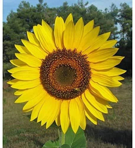 Giant Sunflower Seeds Pack | Helianthus annuus 'Butter' | Large Vibrant Yellow Blooms | 50 Seeds for Planting