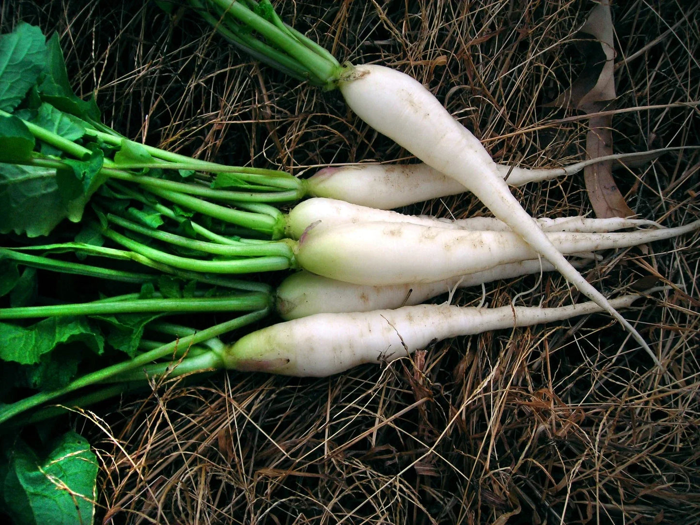 White Icicle Radish Seeds - Mini Daikon Raphanus sativus Non-GMO, Fast-Growing, Compact, Edible Roots for Home Gardens