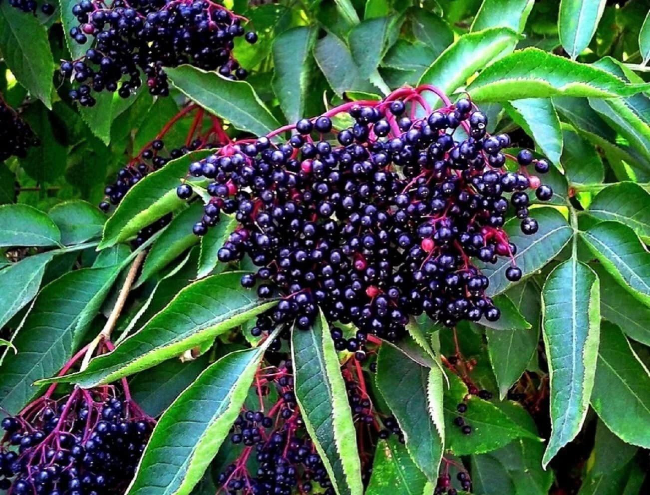 American Elderberry Seeds - 250 Non-GMO Sambucus canadensis Seeds for Garden Shrubs