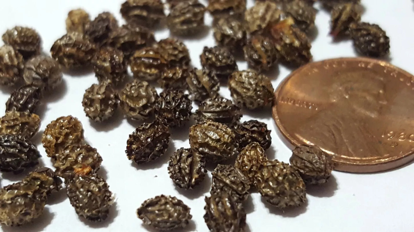 Papaya Seeds 100 pc - Dwarf Tropical Fruit Tree Carica papaya