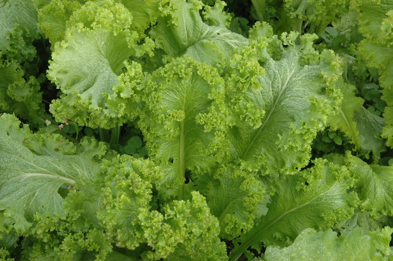 Green Wave Mustard Seeds - Brassica juncea for Planting, Fresh, Non-GMO, Fast-Growing, Salad Greens, Container Gardening
