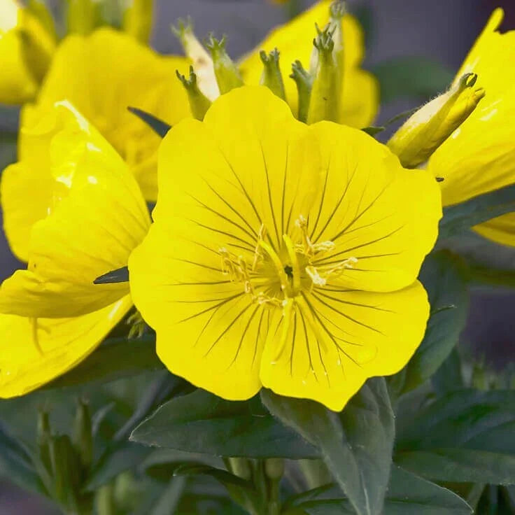 Evening Primrose Seeds - 500+ Organic Oenothera biennis Heirloom Flower Seeds