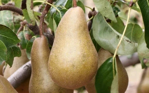 Beurre Bosc Pear Seeds - 25+ Pyrus communis Fruit Tree Seeds for Garden Planting, Juicy Pears, Non-GMO, USA