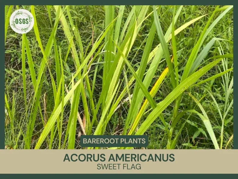 Bare Root Sweet Flag Plant | Acorus americanus | Live Medicinal & Water Garden Plant for Wetlands