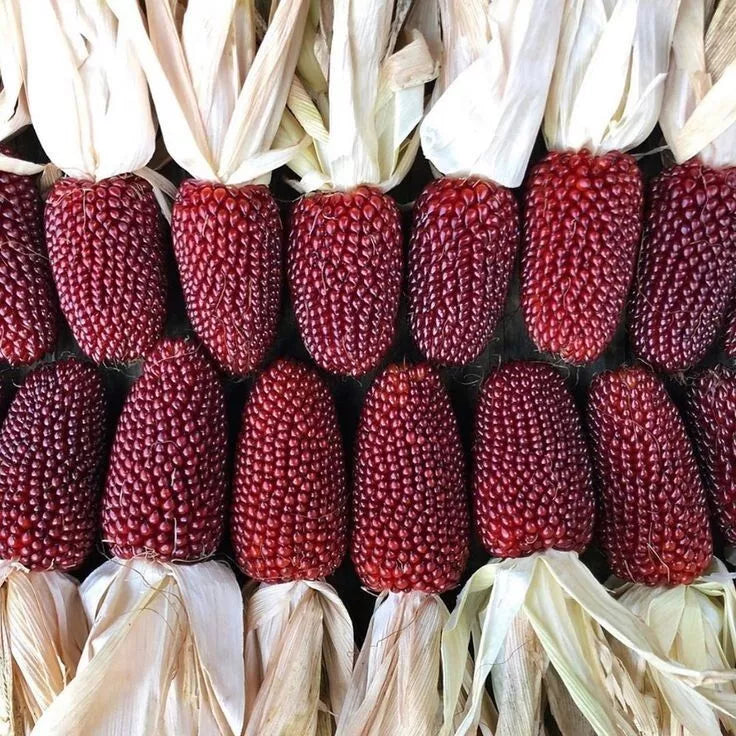 Strawberry Popcorn Seeds - 50 Heirloom Organic Zea mays Seeds for Fall Decor