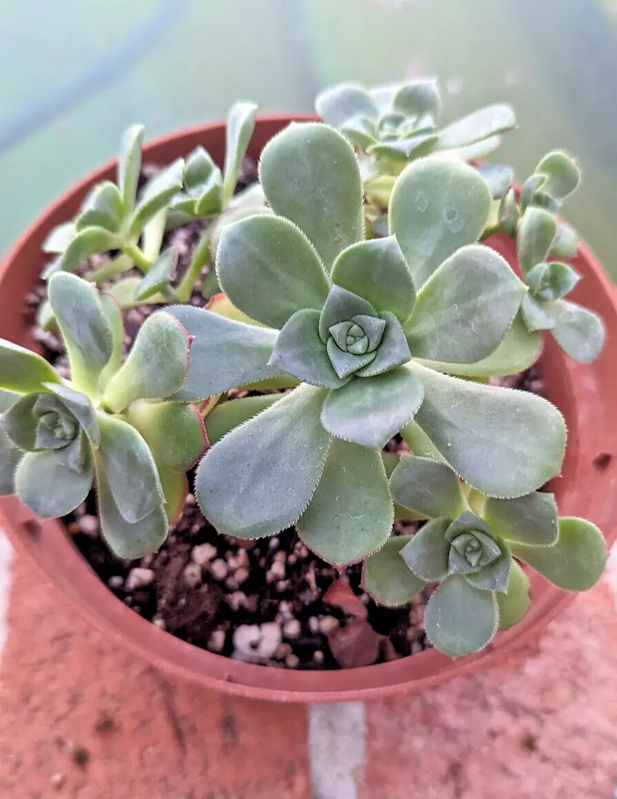 Aeonium Haworthii Large 6" Diameter Potted Plant - Mature 4 Years Old Succulent