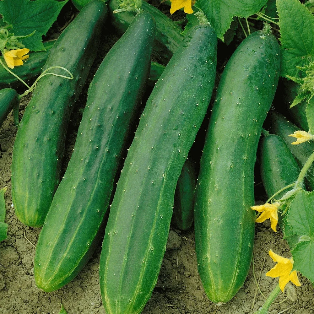 Straight Eight Cucumber Seeds | Heirloom, AAS Winner, Slicing Variety | Cucumis sativus, Crisp Long Cucumbers
