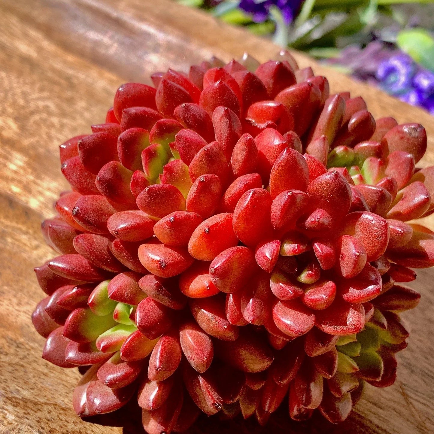 Echeveria Pink Rubby Succulent Plant – 3" Live Potted Succulent – Pink and Green Rosette – Echeveria spp.