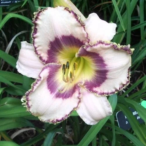 Beth Herr Daylily Bare Root Plants – Hemerocallis 'Beth Herr' – Vibrant Perennial Flowers, Easy Care, Pollinator Attracting, Full Sun to Partial Shade