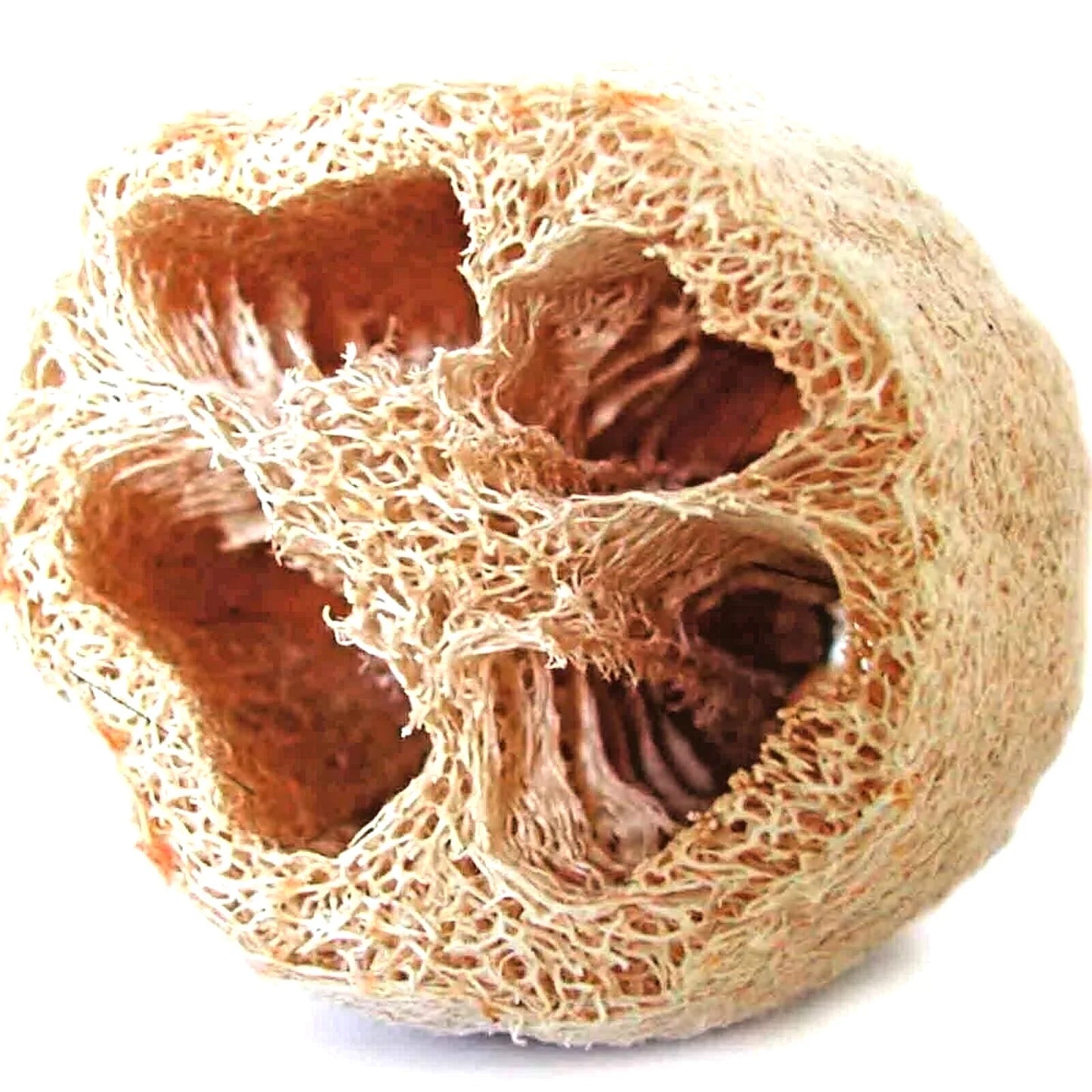 Loofah Seeds - Heirloom Luffa aegyptiaca Vegetable & Natural Sponge - Non-GMO Climbing Vine Seed Packet