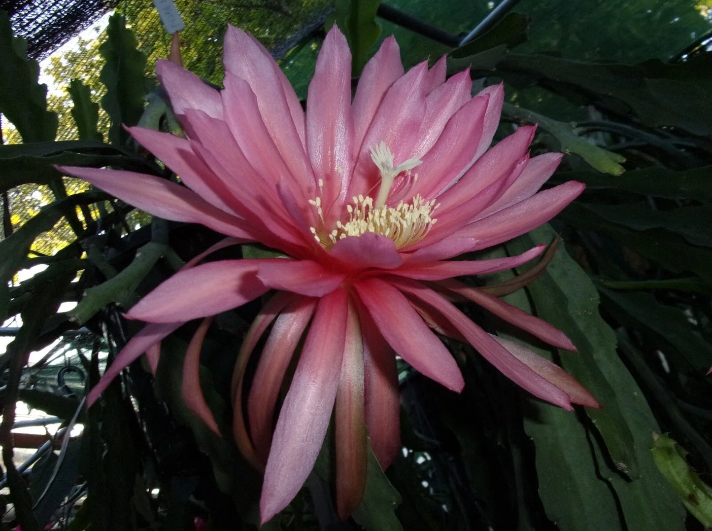 Epiphyllum Orchid Cactus Cutting - Fusae Nakanishi Variety - Rare Tropical Indoor Plant - Cactaceae Epiphyllum oxypetalum