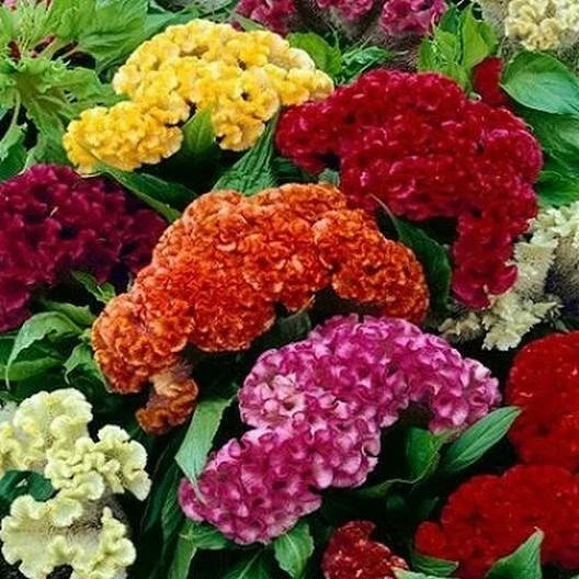 Celosia argentea var. cristata Seeds - Mixed Cockscomb Dried Flowers, Colorful Cutflowers for Bouquets & Arrangements, 500 Pack