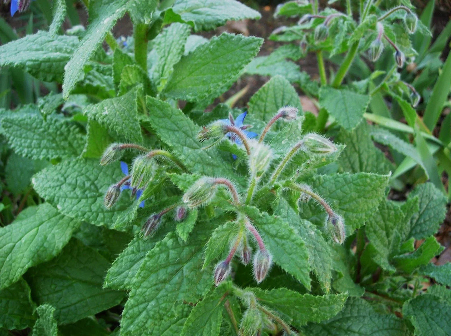 Borage Seed 500+ Seeds - Borago officinalis - Culinary & Medicinal Herb
