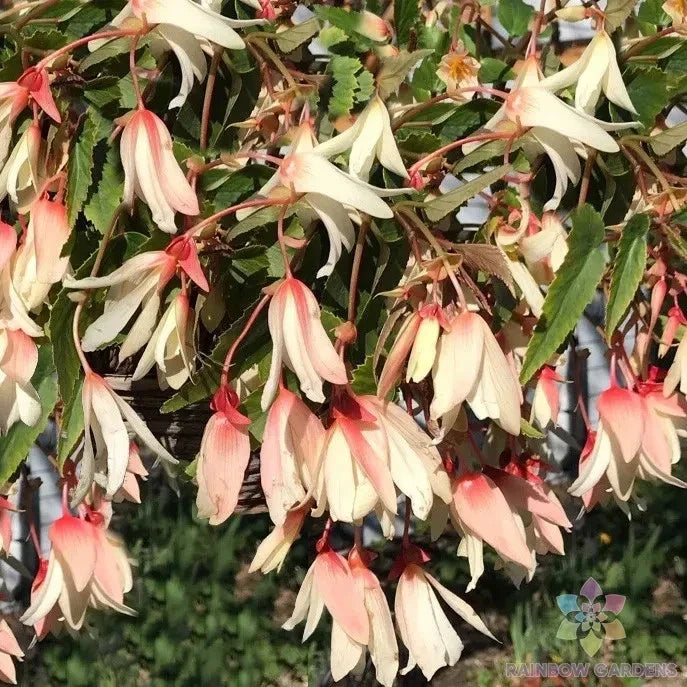 Begonia x tuberhybrida Seeds – 25+ Million Kisses Elegance Flowering Plant for Garden, Container, or Hanging Baskets