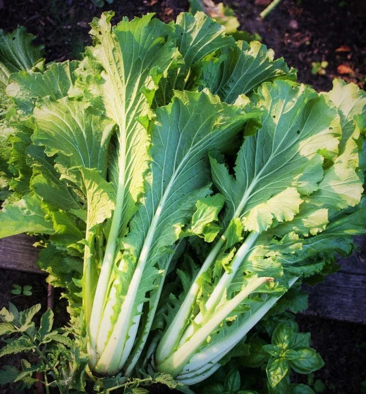 Michihili Chinese Cabbage Seeds - 1000+ Count Brassica rapa var. chinensis for Spring & Fall Planting