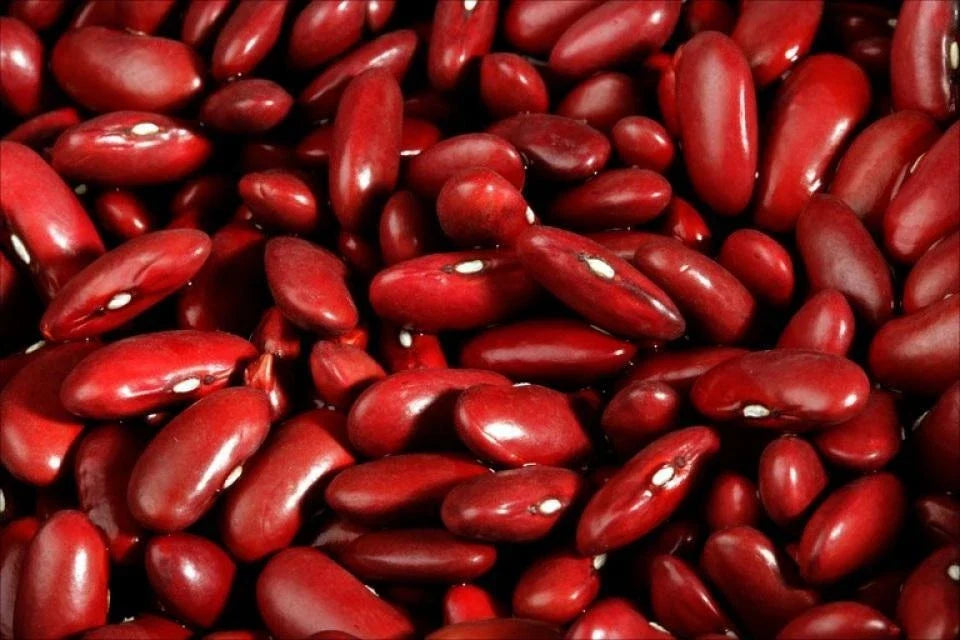 Dark Red Kidney Bean Seeds - Organic Phaseolus vulgaris for Planting, Climbing Vine, 50 Seeds