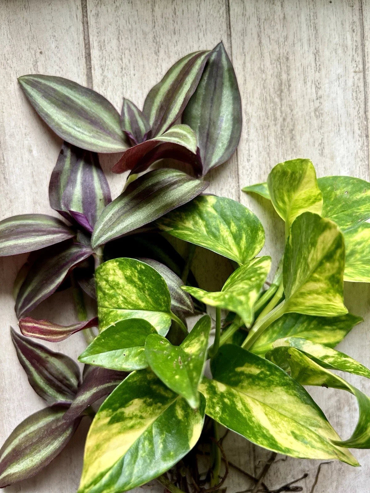20 Rooted Indoor Plant Cuttings - Pothos & Wandering Jew - Easy Care Epipremnum aureum & Tradescantia zebrina