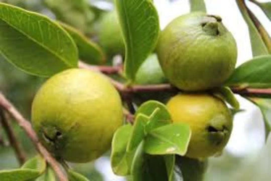 Organic Guava Seeds - 30 Psidium guajava Seeds for Tropical Fruit Trees