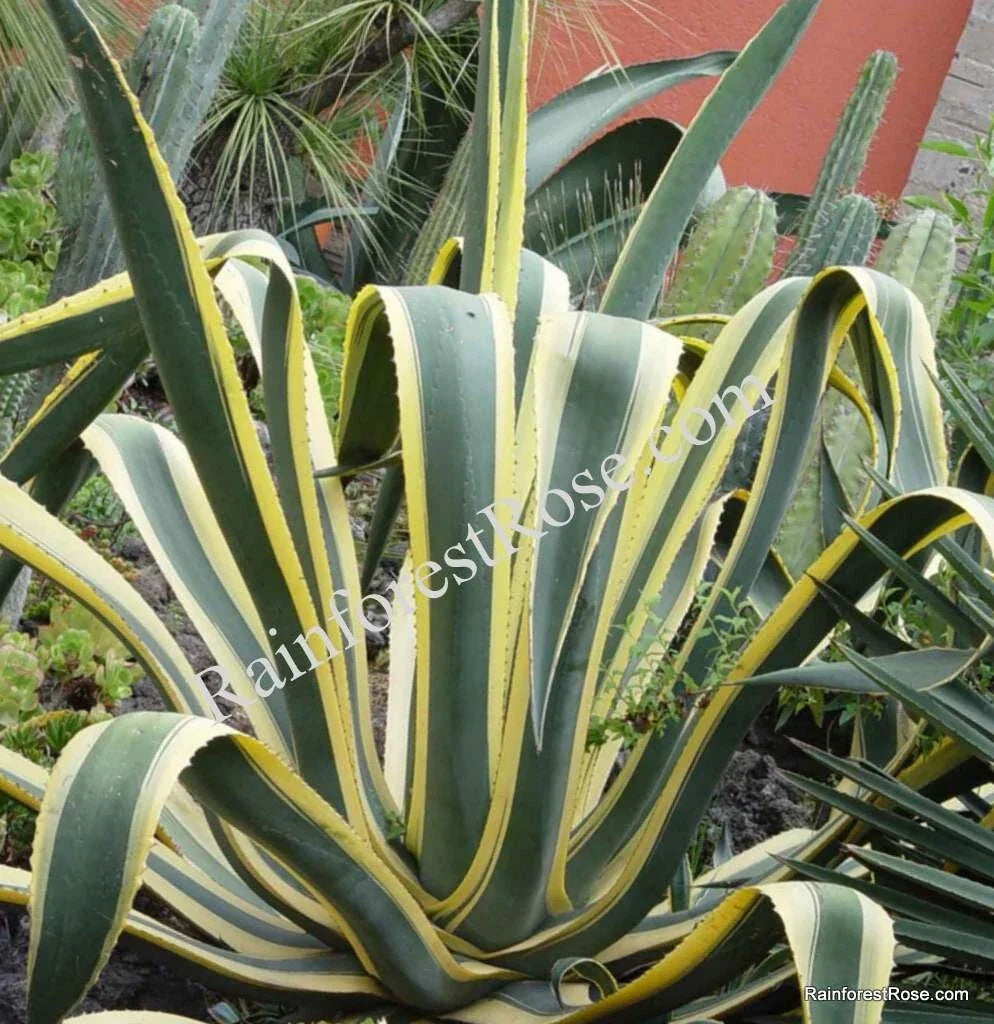 Agave Americana Yellow Edge Variegated Cuttings – Large 10-Inch Succulent Plant for Indoor & Outdoor Gardens