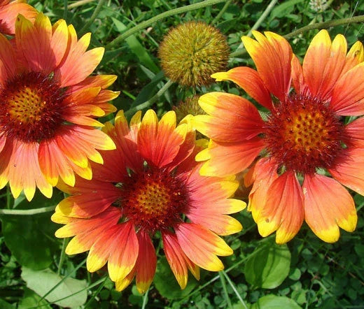 Blanket Flower Seeds - 1,200 Bulk Gaillardia Aristata Seeds for Vibrant Pollinator Gardens