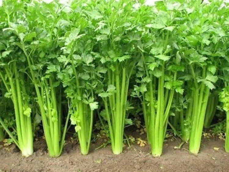 Chinese Celery Seeds - Non-GMO Heirloom Apium graveolens for Home Garden, Fast Shipping