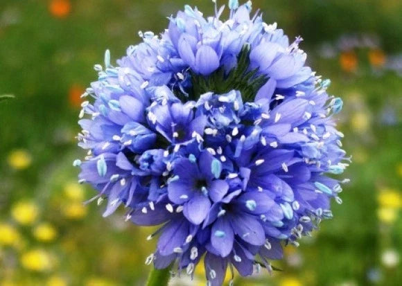 Globe Gilia Seeds - Blue Flowers - 100 Fresh Gilia capitata Annual Seeds for Pollinator Gardens