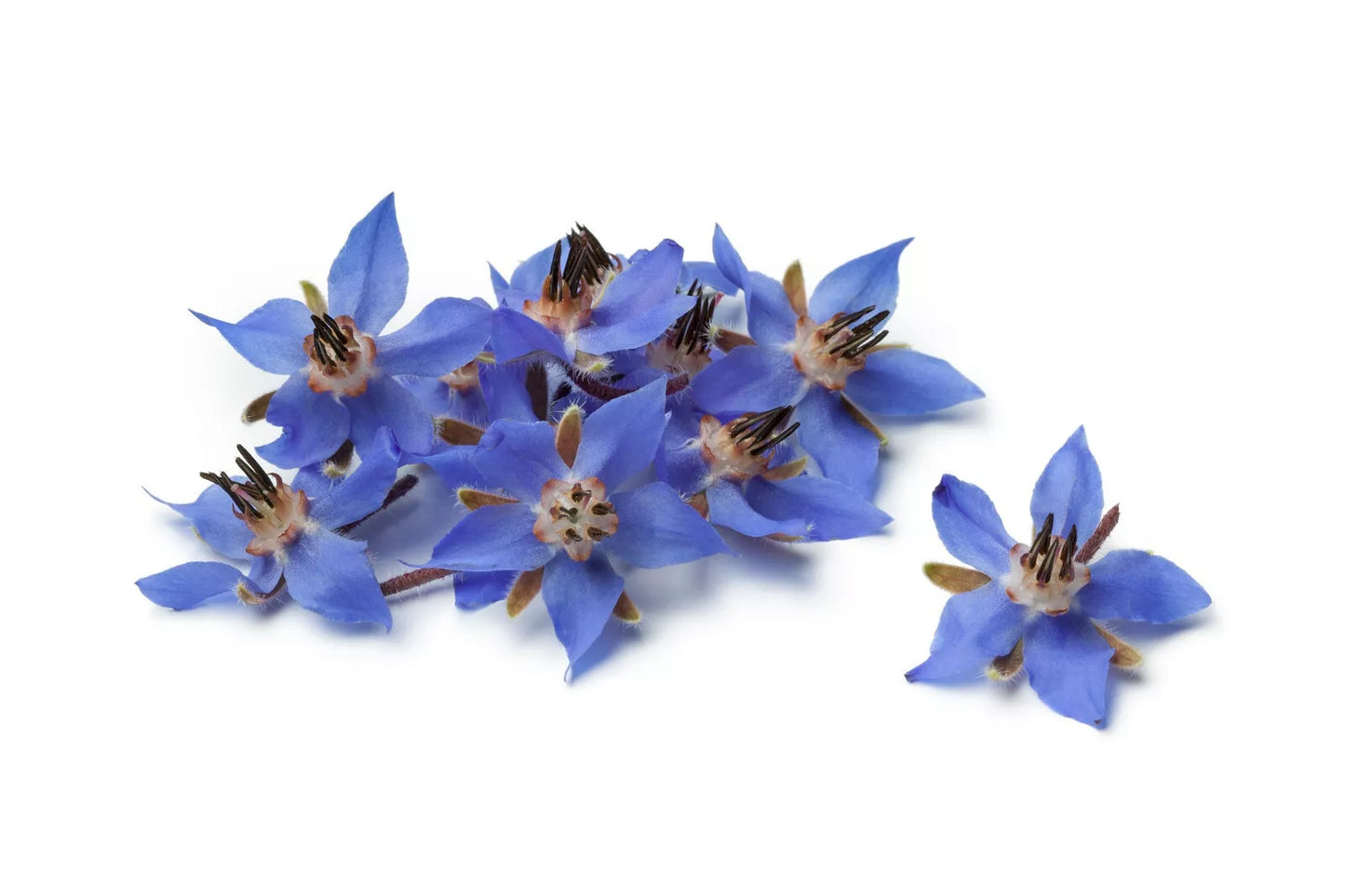 Borage Flower Seeds 75+ | Edible & Medicinal Herb Seeds | Borago Officinalis for Garden & Culinary Use