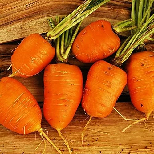 Oxheart Carrot Seeds | Heirloom Non-GMO Organic Vegetable Seeds | Daucus carota