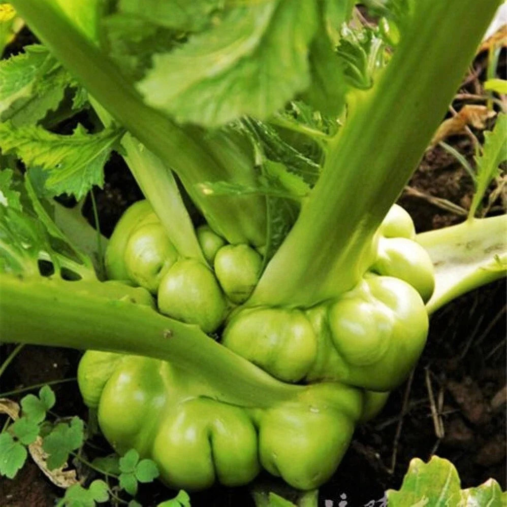 Chinese Stem Mustard Seeds | Brassica juncea var. tsatsai | Edible Tuber Seeds for Asian Cooking & Gardening
