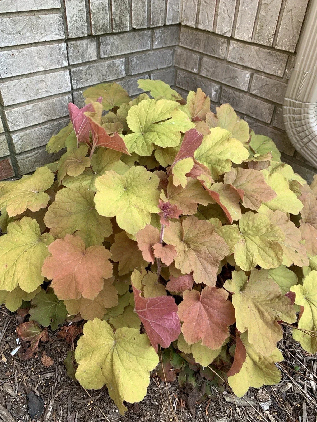 Coral Bells Live Plant 1pc Gold Yellow Orange Velvet Heuchera - Vibrant Foliage for Garden Beds & Containers