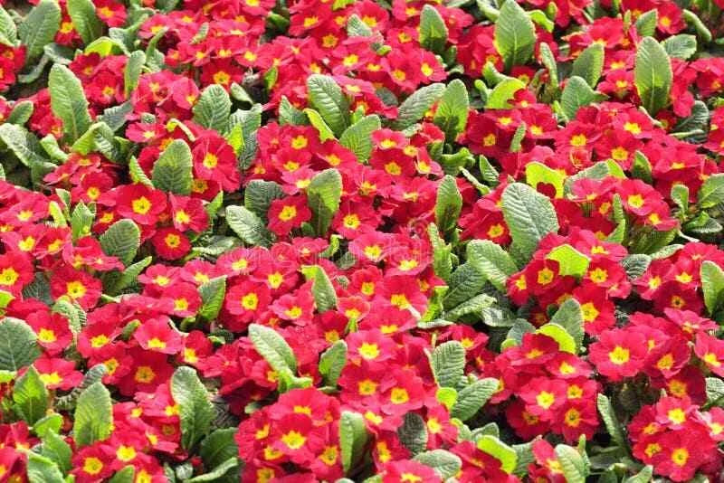 Primula Mala Seeds - 100 Count, Red Flower, Hardy Perennial, Garden Flower Seeds, Primula mala, Spring Blooming Plant