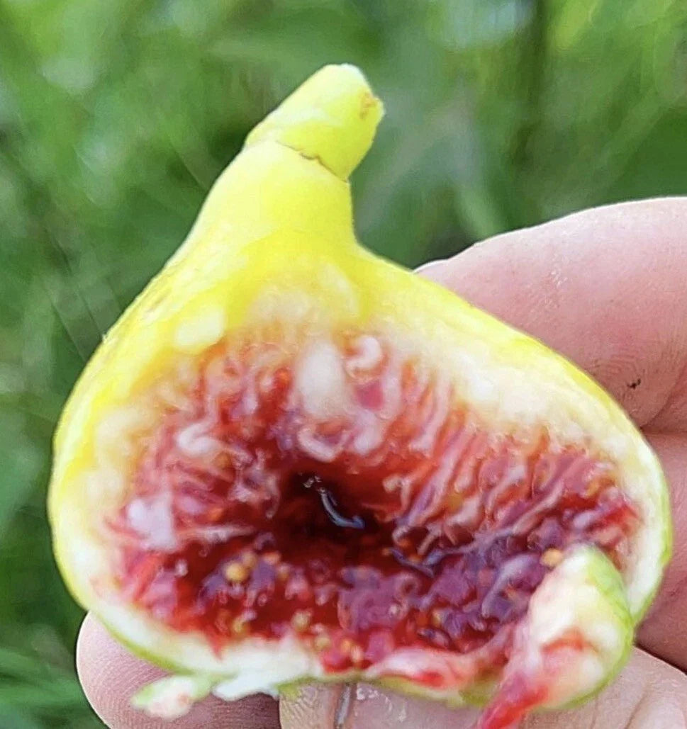 Fig Tree Cuttings - White Adriatic Ficus carica - 3 Pack for Home Gardening & Container Growing