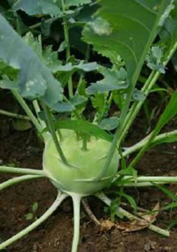 300+ White Viena Kohlrabi Seeds - Organic Brassica oleracea Vegetable Seeds for USA Gardens