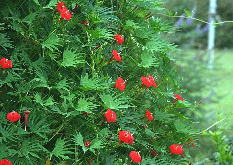 Cardinal Climber Vine Seeds - Red Flowering Ipomoea quamoclit, Hummingbird Attracting, Climbing Vine, 24 Pack