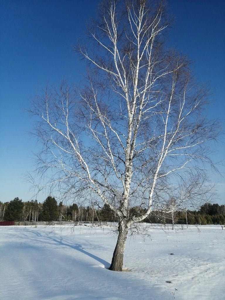 Asian White Barked Birch Seeds Betula platyphylla Fast Growing Tree for Garden Landscaping
