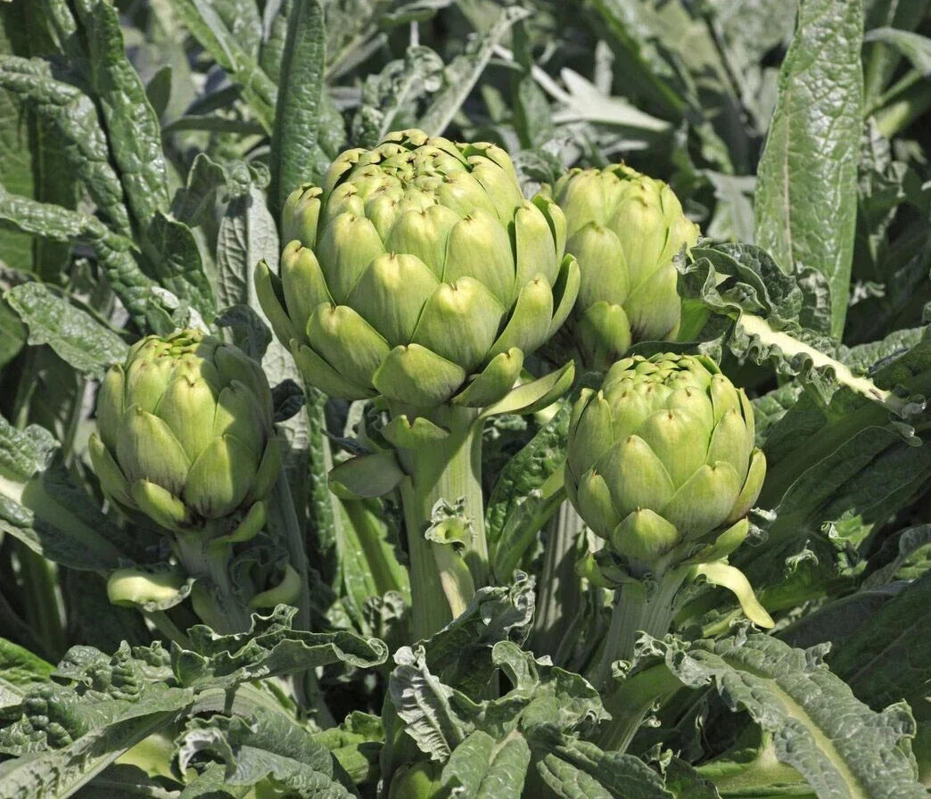 Green Globe Artichoke Seeds - Pack of 20+ - Cynara scolymus Vegetable Seeds for Garden, Perennial, Full Sun, Non-GMO