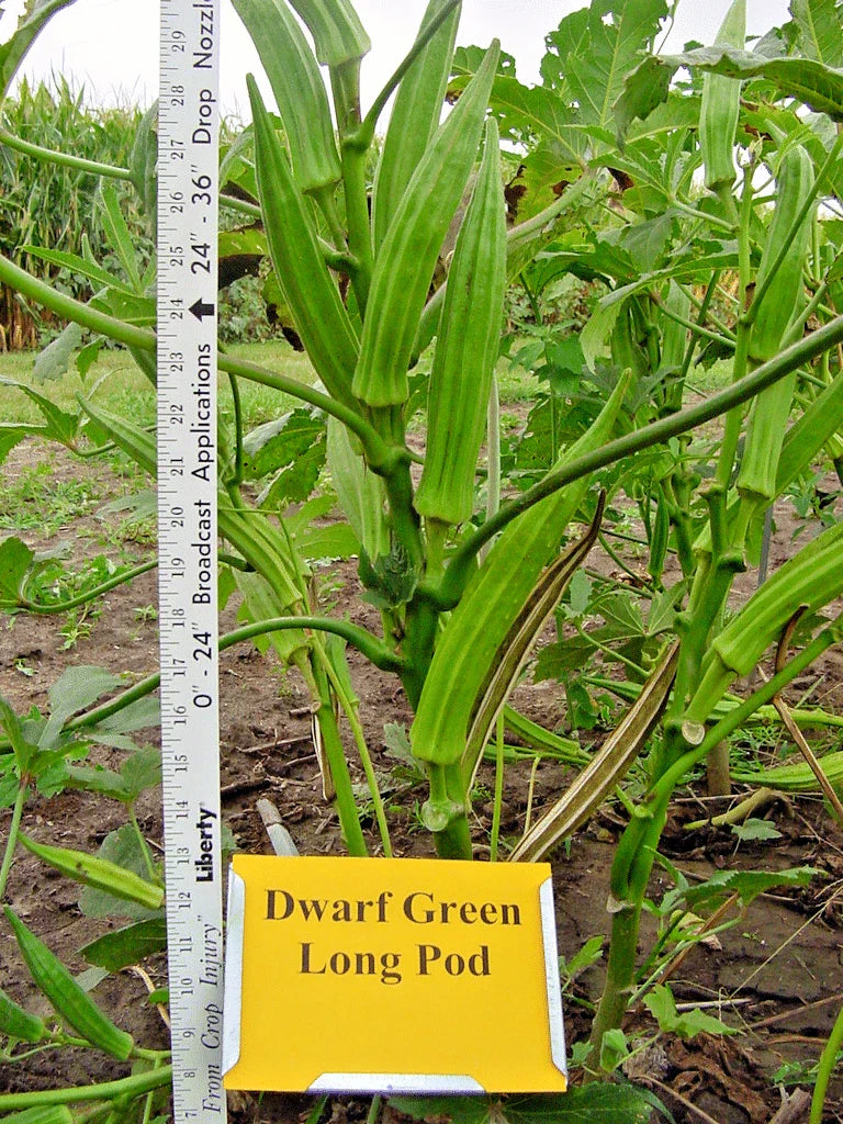 Perkins Dwarf Okra Seeds - Compact 4' Plant, Full-Size 8" Pods, Abelmoschus esculentus, Container Garden, Drought Tolerant, Non-GMO