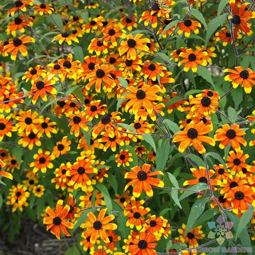 Prairie Glow Rudbeckia Seeds - 200+ Pack - Rudbeckia hirta - USA