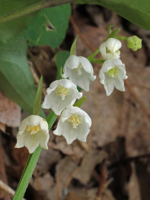 Lily of the Valley Bulbs 5-Pack - Convallaria Majalis Perennial Flowering Plant for Shaded Gardens