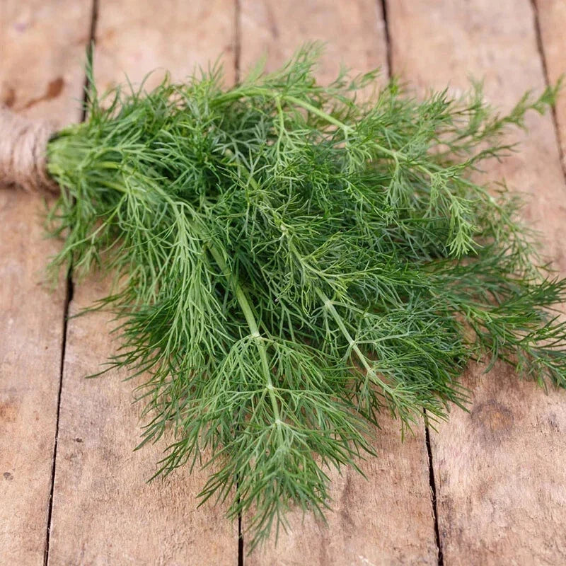 Dill Herb Seeds - 25 Count, Anethum graveolens, Culinary Fresh Herb for Salads & Soups, Non-GMO, Indoor & Outdoor Gardening