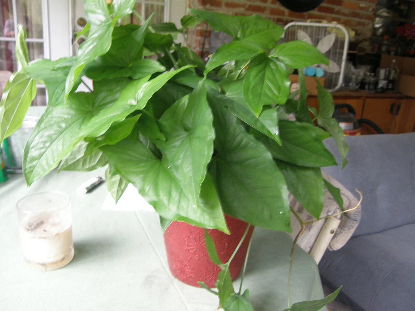 Syngonium Podophyllum Cuttings - Green Arrowhead Vine - Lot of 5 - Indoor Houseplant Propagation - Araceae