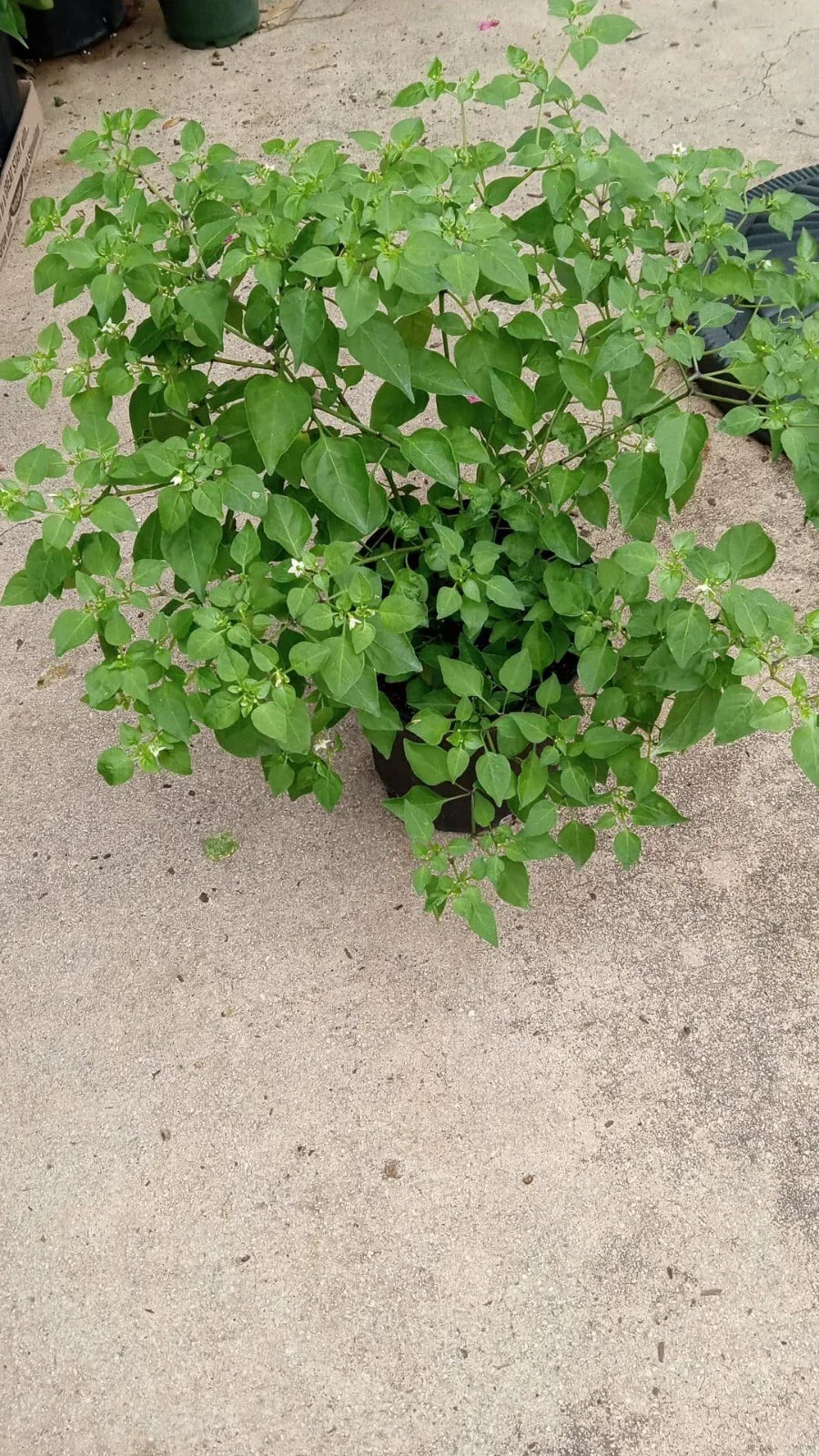 Chilpetin Pepper Plant - Capsicum annuum Tepin Petin - Compact, Spicy Chile