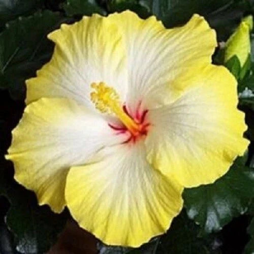 Yellow White Hibiscus Seeds – Perennial Flower Seeds Hibiscus rosa-sinensis for Gardens & Containers