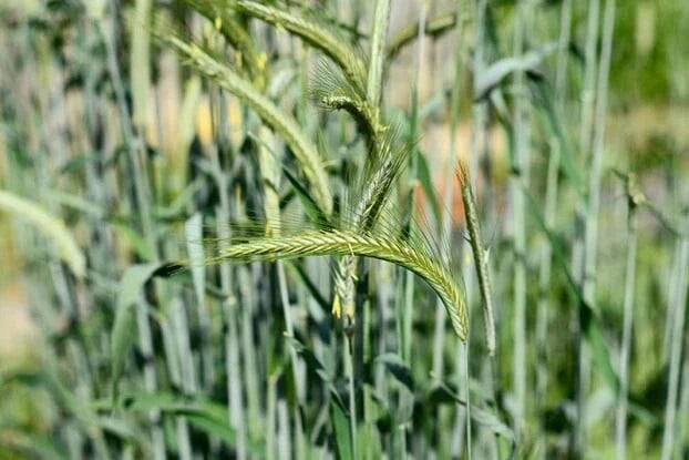 Cat Grass Seeds - Organic Non-GMO Heirloom Cereal Rye for Cats - Indoor Plant Option - Secale cereale