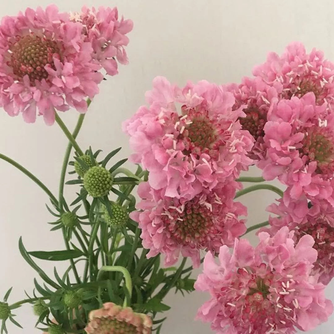 Pink Scabiosa Pincushion Flower Seeds - 50 Fresh Scabiosa columbaria Seeds for Garden Beds & Borders